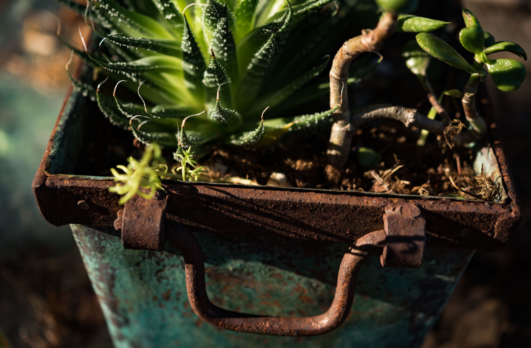 Plant Love